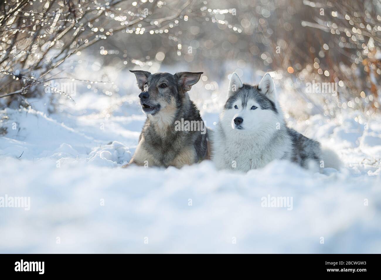 I cani da pastore di Aautarlian si siedono insieme nella neve. Foto Stock