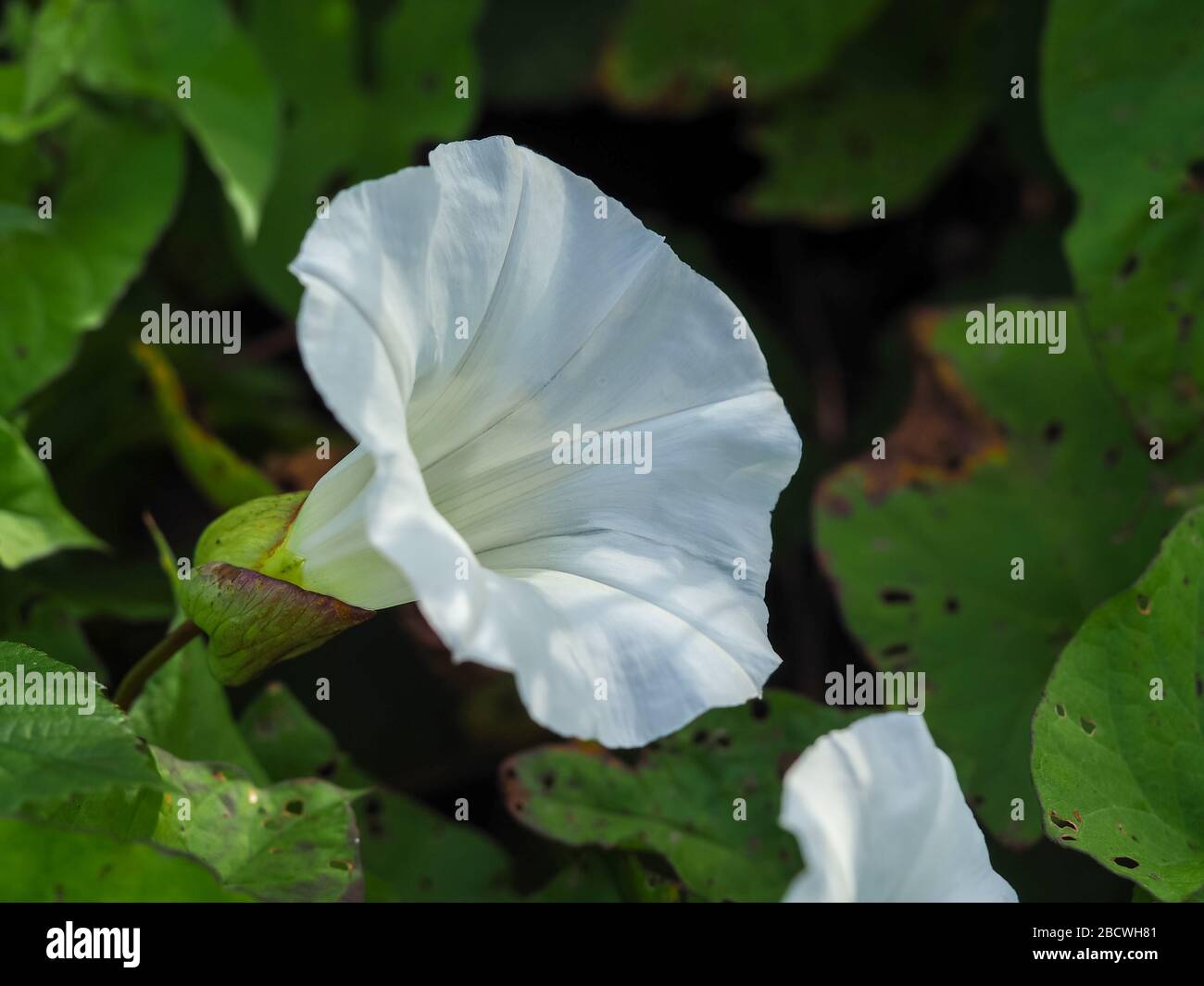 Grande fiore bianco di alghe comuni, Convolvulus arvensis, in un hedgerow inglese Foto Stock