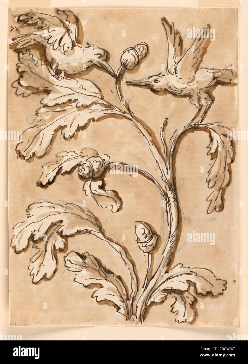 Due uccelli in Foliage con semi Pod. Ricerca in ProgressTwo uccelli scendere su una pianta di quercia. Due uccelli in Foliage con semi Pod Foto Stock