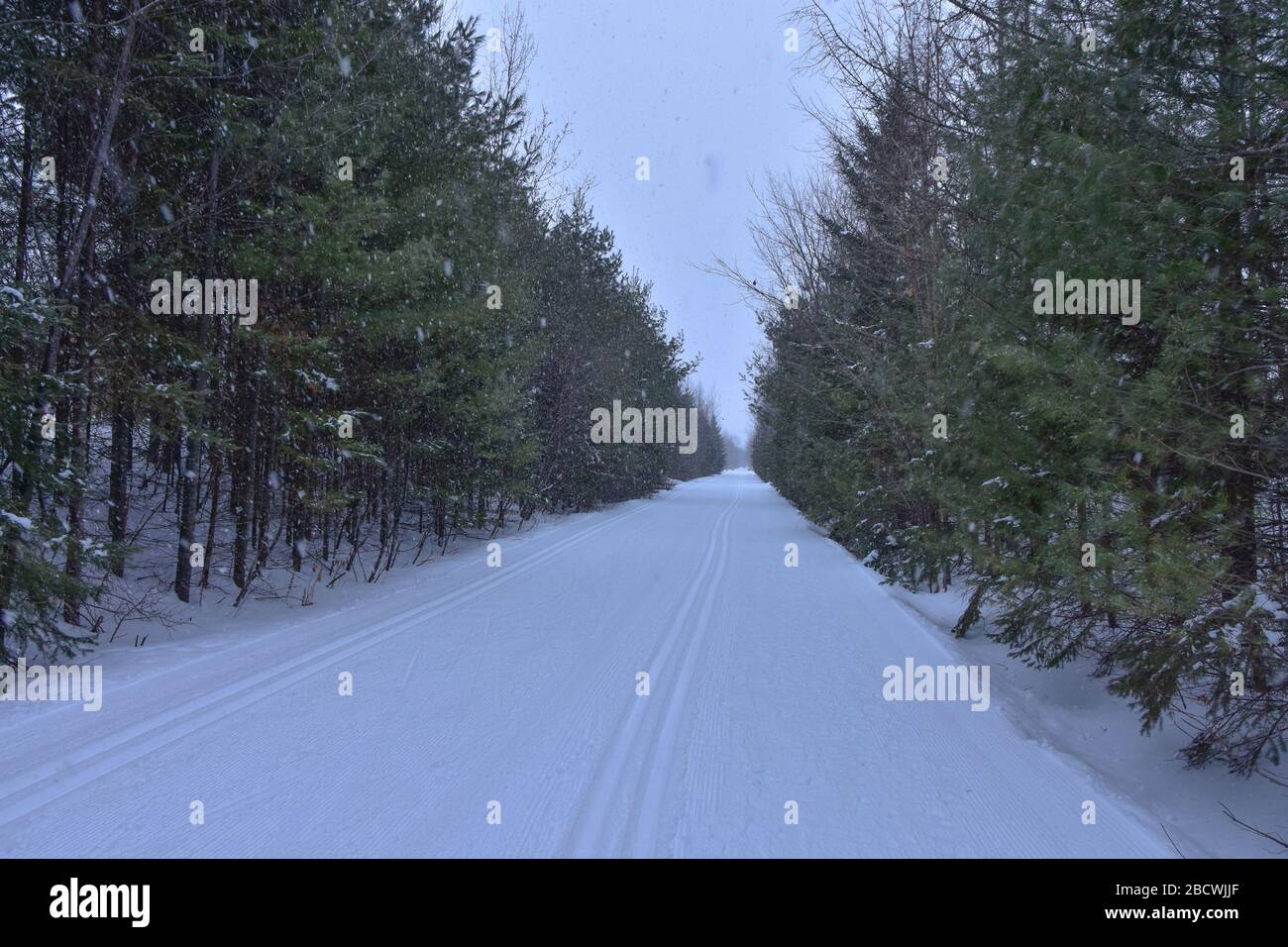 Sci di fondo in un paesaggio boschivo Foto Stock