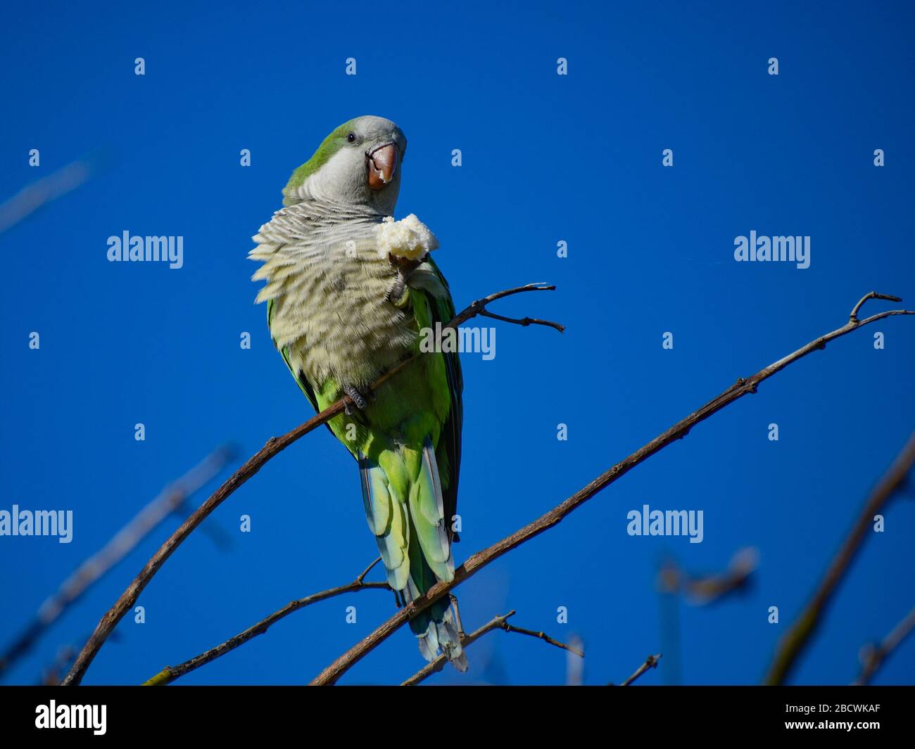 Monk parakeet (myiopsitta monachus), o quaker pappagallo, con un pezzo di pane, in un parco a Buenos Aires Foto Stock