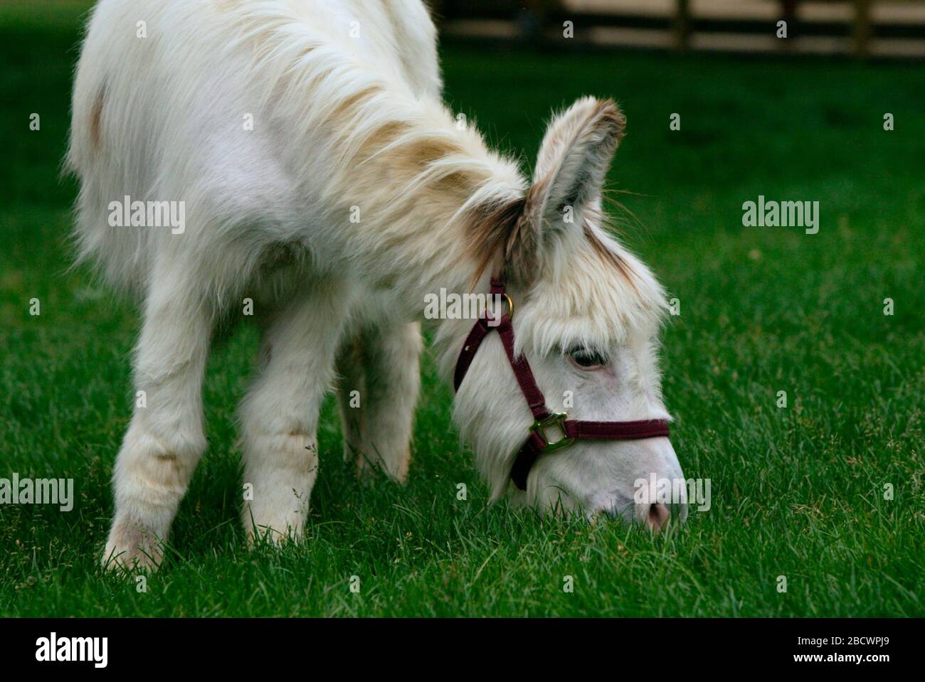 Mini Donkey Mediterraneo. Specie: Asinus,genere: Equus,Famiglia: Equini,Ordine: Perissodactyla,Classe: Mammalia,Phylum: Chordata,Regno: Animalia,miniatura Mediterraneo Donkey,Donkey,ungulate,Odd-toed ungulate,Kids Farm Miniature Mediterranean Donkey Foto Stock