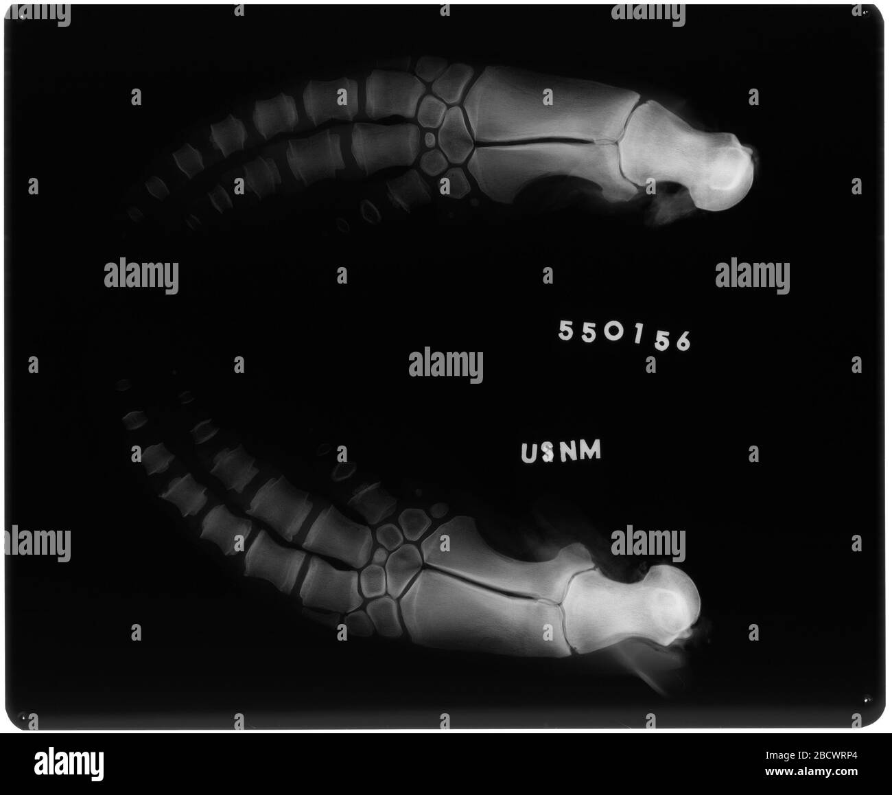 Cephalorhynchus comersonii Lacepede 1804. Reg. Da mistico. Gli animali erano stati sottoposti a necroscopia a Mystic. Natalie Goodall ha assistito nell'attaccare gli animali a NMNH.Spotte, Stephen, Charles W. Radcliffe e Lawrence Dunn (1979). «note sul delfino di Commerson (Cephalorhynchus comersonii) in cattività.» Cetologia 35: 1-9. Cephalorhynchus comersonii Lacepede 1804 Foto Stock