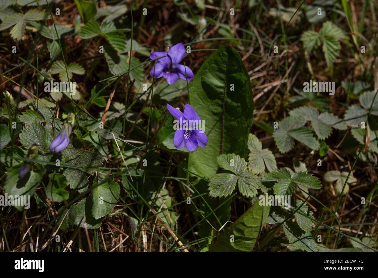 Cane viola, UK nativo perenne di boschi decidui fino a 20cm, fiori da aprile a luglio, viola fiore, bianco fiore, Foto Stock