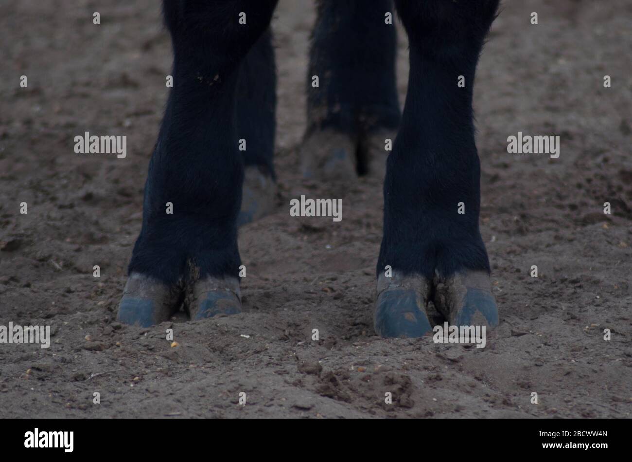 Una campagna con mucche Foto Stock