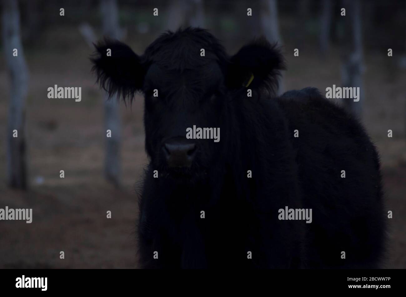 Una campagna con mucche Foto Stock