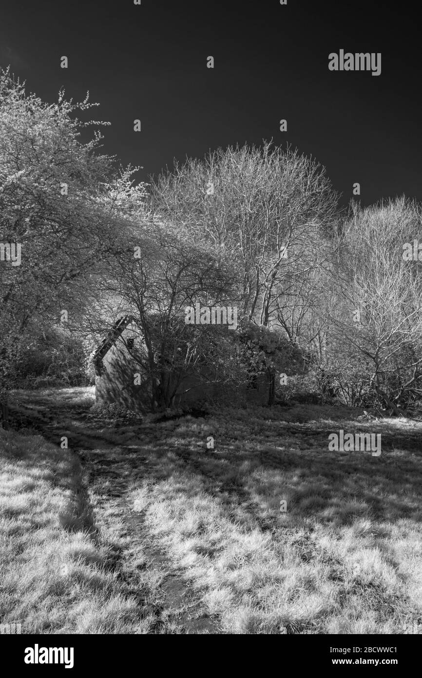 Edificio agricolo abbandonato, immagine scattata nel vicino infrarosso (720nm) Foto Stock