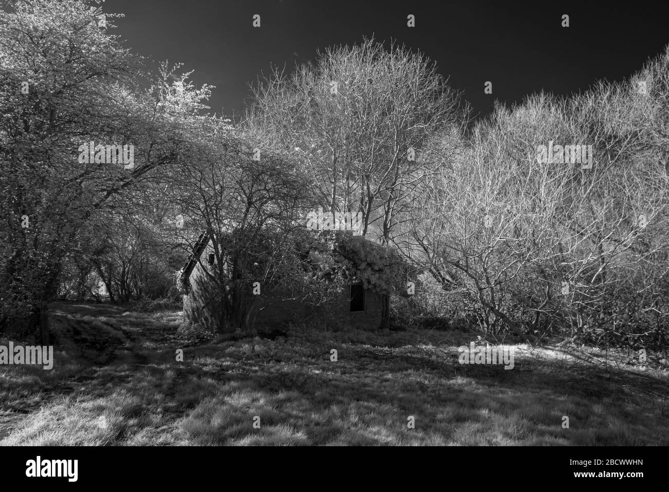 Edificio agricolo abbandonato, immagine scattata nel vicino infrarosso (720nm) Foto Stock