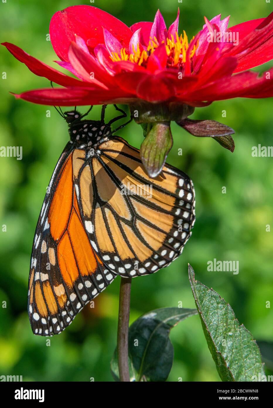 Una vista ritratto di una farfalla monarca femmina (Danaus plexippus) impollinante sulla parte inferiore di un fiore Dhalia. Foto Stock