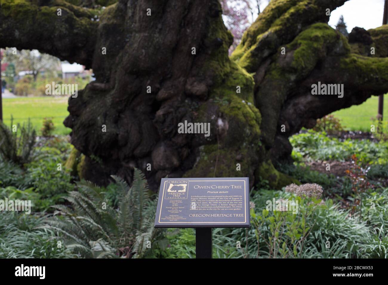 The Owen Cherry Tree at Owen Rose Garden a Eugene, Oregon, USA. Foto Stock