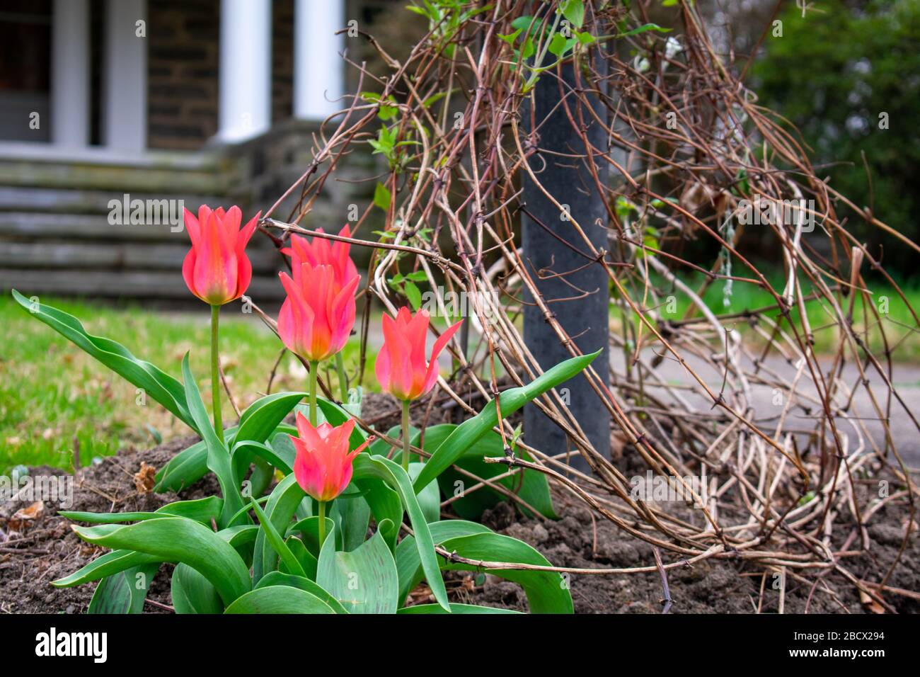 Tulipani rosa accanto ad un montante di lampada sopravagante su un prato anteriore Foto Stock