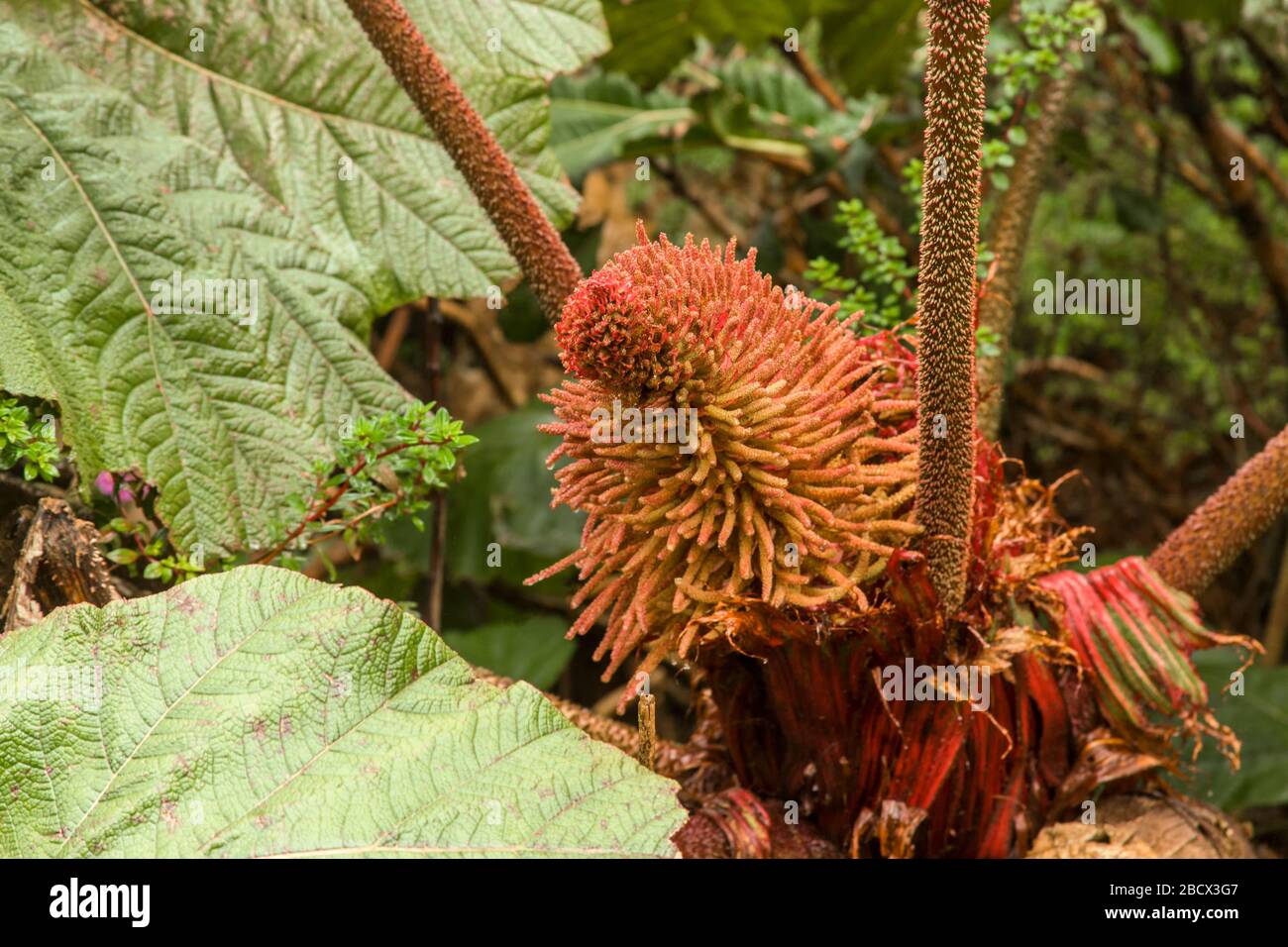 La pianta di Ombrello del povero uomo, insigne di Gunnera, una pianta di terra della foresta pluviale a foglia larga, è un membro della famiglia di rabarbaro. Le foglie massicce sono di Foto Stock