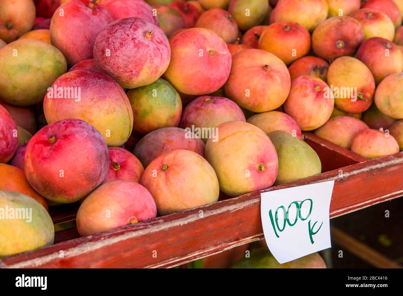 La Garita, Costa Rica. Mango giallo-rosso presenti sul mercato agricolo la Garita . Mangifera indica - il "mango comune" o "mango indiano" Foto Stock