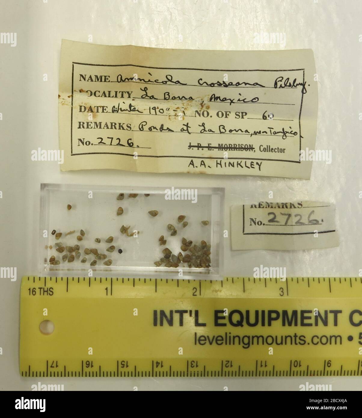 Littoridina Crosseana. 'Amnicola corsseana N. sp. Trovato solo in ponst a Labarra, vicino a Tampico' [per AA Hinkley] questi sono topotipi, se non paratypes. Vedere Nautilys XXIII p 97-1007 Maggio 201860 Littoridina crosseana Foto Stock