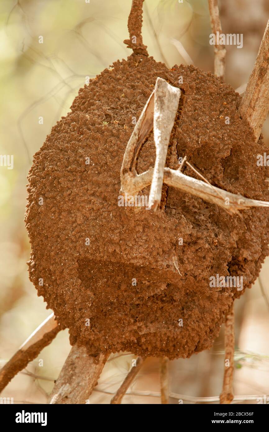 Nido termite in un albero sui terreni dell'hotel Casa Conde del Mar a Panama Beach, Guanacaste, Costa Rica Foto Stock