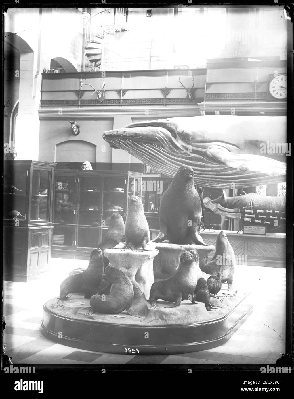 Mostra mammiferi. Mostra mammiferi nel Museo Nazionale degli Stati Uniti, ora conosciuto come l'edificio delle Arti e delle Industrie, con un gruppo di modelli di pelliccia in primo piano e la balena humpback in vista in background.Smithsonian Institution Archives, ACC. 11-007, riquadro 013, immagine n. MNH-2959 Foto Stock