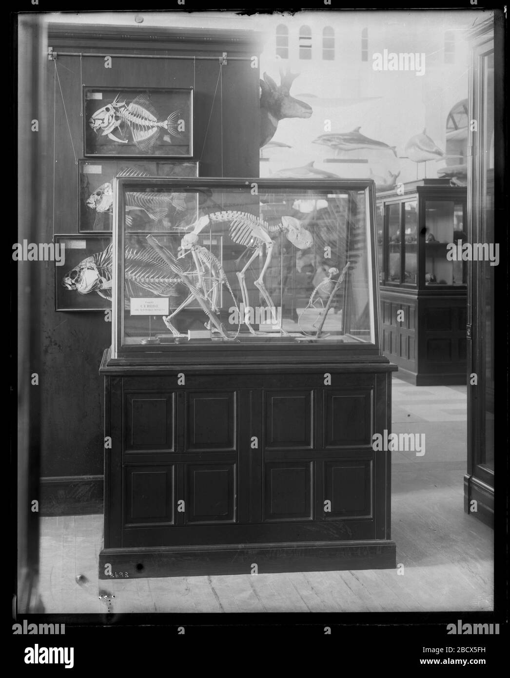 Mostra paleontologica e Anatomia comparata. Noto anche come 3693.Vedi anche Record Unit 95, Box 43, Folder 14.Exhibit case with New World monkey skeletons in Paleontology and comparative Anatomy exhibit nella gamma sud-est del United States National Museum, ora noto come Arts and Industries Building.Smithsonian in MNH-3693 Foto Stock