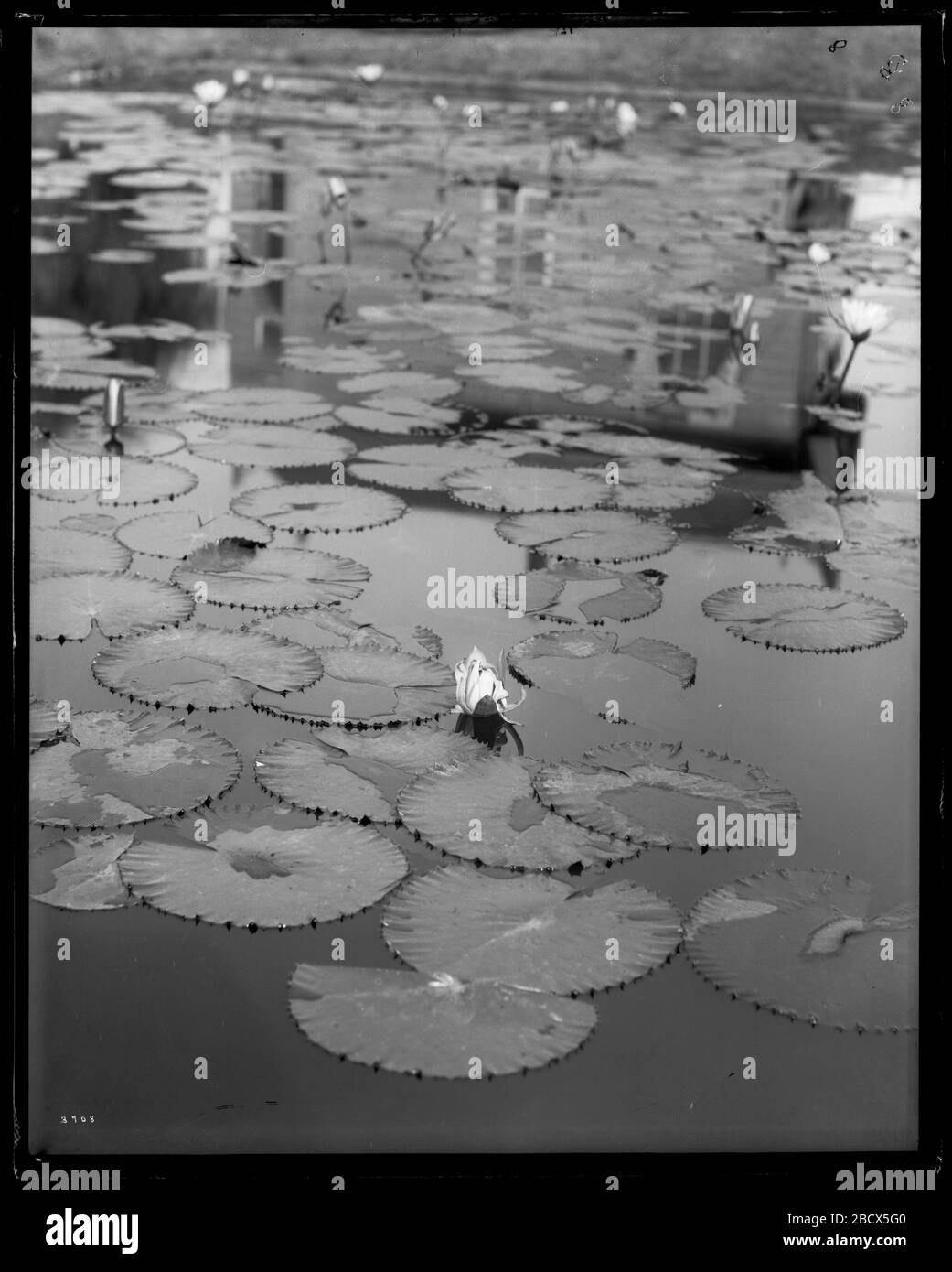 Stati UNITI Fish Commission Hatchery Ponds. U.S. Fish Commission stagni vivai di pesci per la produzione di carpe, ide dorato, e tinch, situato vicino ai terreni del Washington Monument.Smithsonian Institution Archives, ACC. 11-007, Box 016, immagine n. MNH-3708 Foto Stock