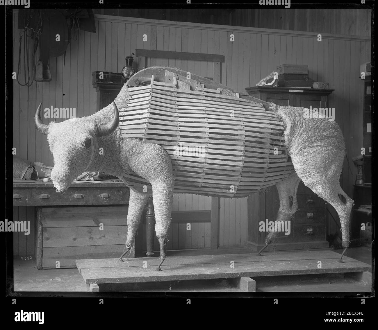 Manichino per il Monte Taxidermy di Boll Smithsonian Institution Archives, ACC. 11-007, Box 017, Image No. MNH-4079Smithsonian Institution Archives Capital Gallery, Suite 3000, MRC 507; 600 Maryland Avenue, SW; Washington, DC 20024-2520 MNH-4079 Foto Stock