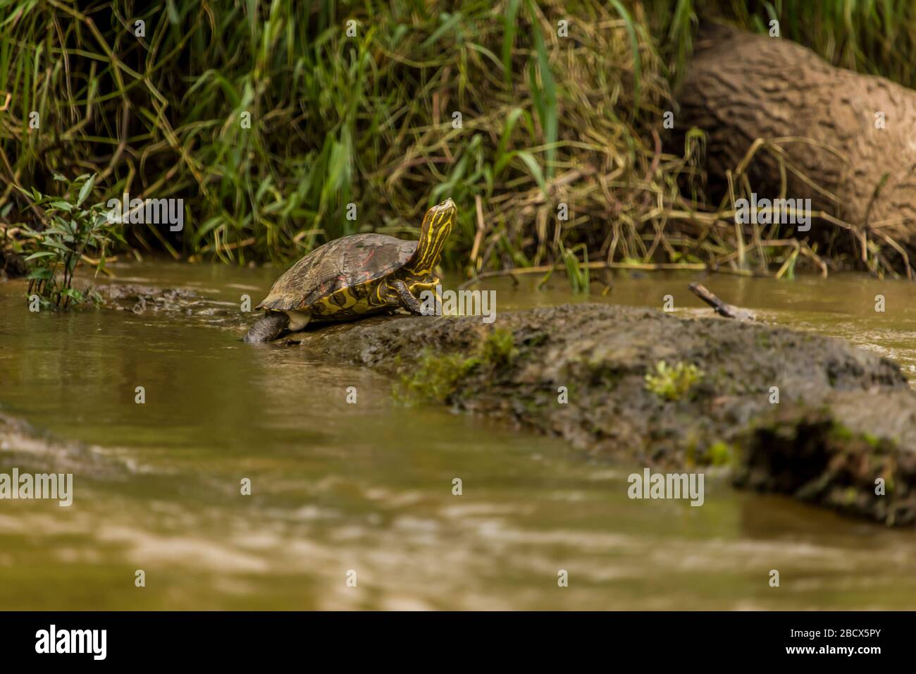 Tartaruga marrone o tartaruga marrone di legno (Rhinoclemmys annalata) a Tortuguero, Costa Rica Foto Stock