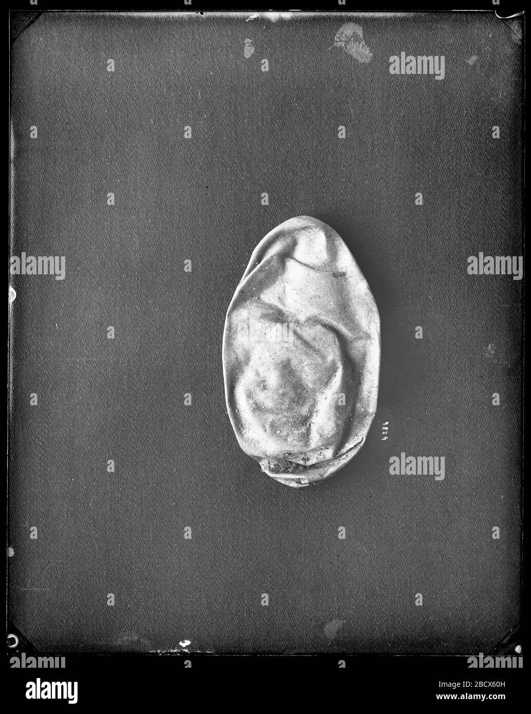Uovo membrana grande Auk. Eventualmente raccolto da Frederic A. MNH-4286 Foto Stock