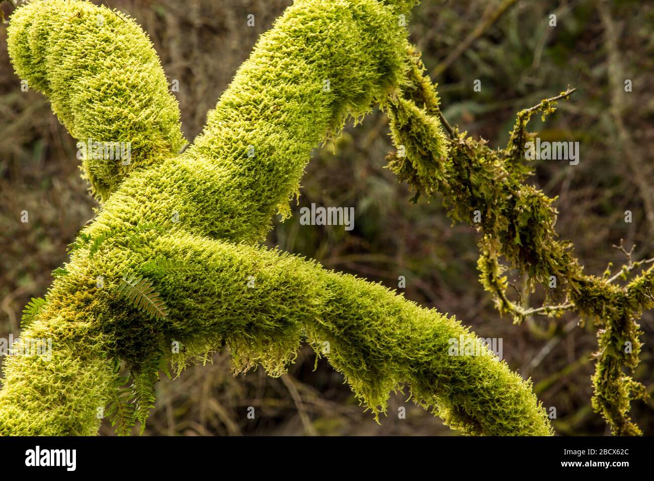 Hobart, Washington, Stati Uniti. Albero coperto di muschio con felci di liquirizia che crescono da esso. Foto Stock