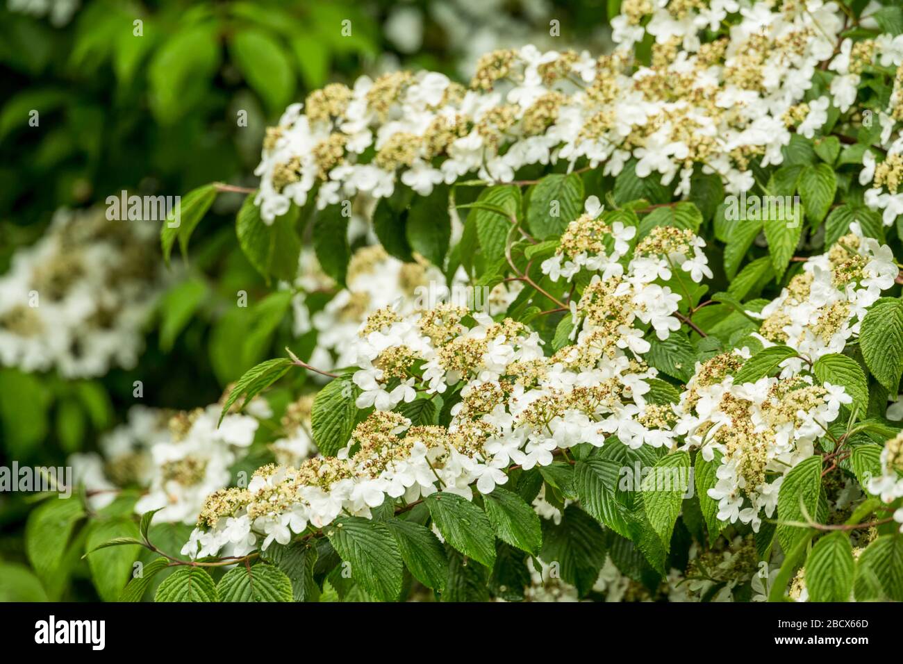 Issaquah, Washington, Stati Uniti. Doublefile Viburnum fiori (Viburnum plicatum) albero in fiore, conosciuto anche come Japanese Snowball e Summer Snowflake tre Foto Stock