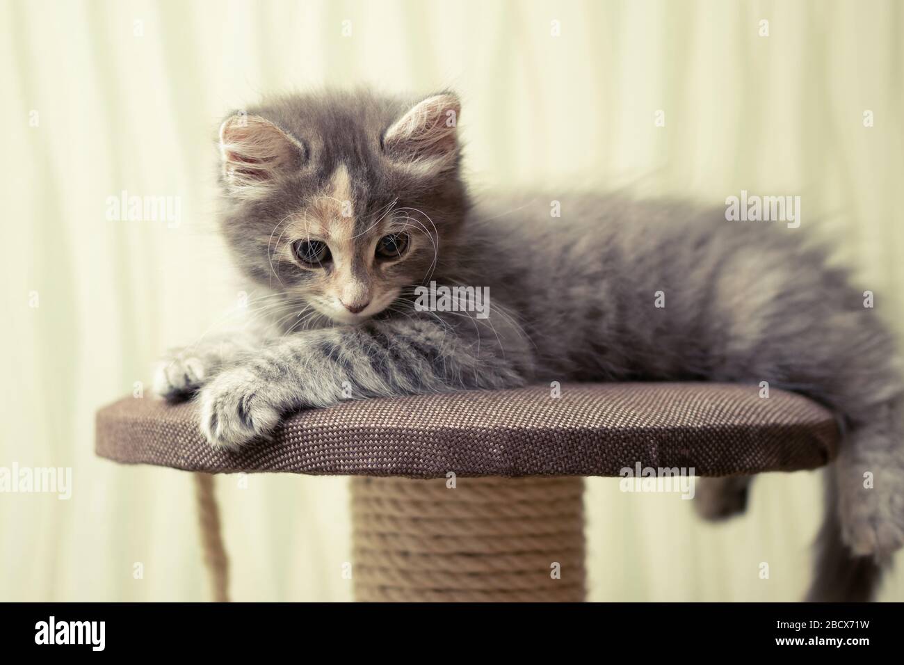 Gattino grigio soffice giace su un complesso di gioco con supporto graffiante Foto Stock
