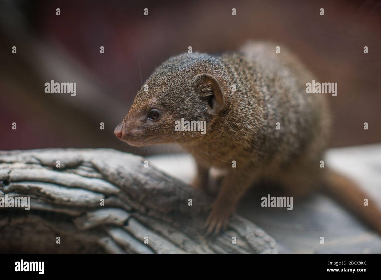 Nana Mongoose. Specie: Parvula,genere: Helogale,Famiglia: Herpestidae,Ordine: Carnivora,Classe: Mammalia,Phylum: Chordata,Regno: Animalia,Mongoose nano,Mongoose,SMH,Small Mammal House Dwarf Mongoose Foto Stock