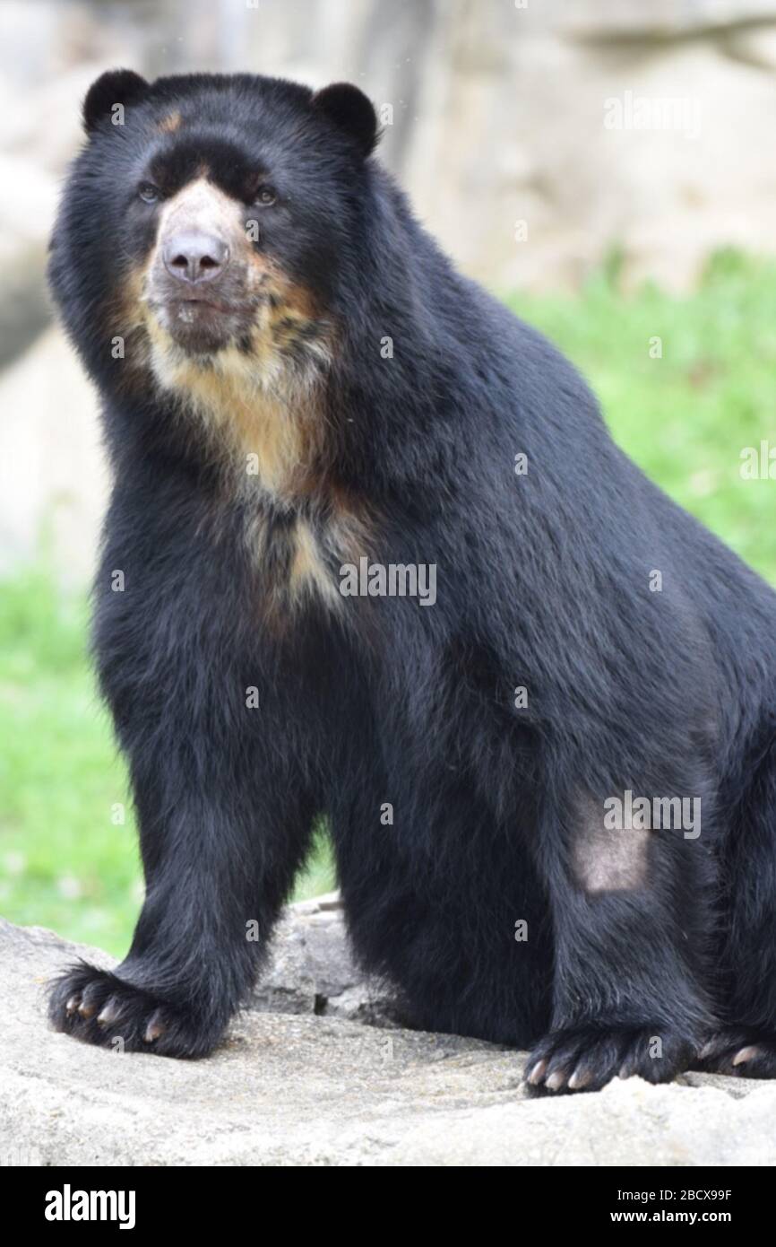Orso andino. Specie: Ornatus,genere: Tremarctos,Famiglia: Ursidae,Ordine: Carnivora,Classe: Mammalia,Phylum: Chordata,Regno: Animalia,Orso andino,Orso Spectacled,Orso,Bouba,Orso andino maschio Foto Stock Orso andino. Specie: Ornatus,genere: Tremarctos,Famiglia: Ursidae,Ordine: Carnivora,Classe: Mammalia,Phylum: Chordata,Regno: Animalia,Orso andino,Orso Spectacled,Orso,Bouba,Orso andino maschio Foto Stock
