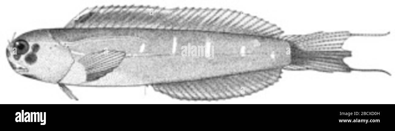 Ecsenius hawaiiensis Chapman Schultz. Per ulteriori informazioni, fare riferimento a p.10-11 di s.i. contributi alla zoologia, n. 519 (springer, williams e orrell). 66 mm SL.1 giu 20181 Ecsenius hawaiensis Chapman Schultz Foto Stock