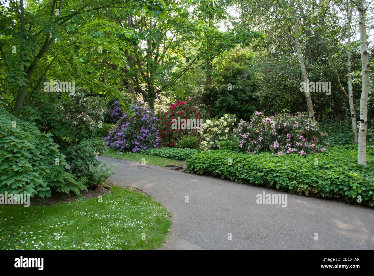 Rododendro rosa rododendri Dell Flower Floral Color Colourful Bloom Bloom al Royal Botanic Gardens Kew Gardens, Richmond, Londra Foto Stock