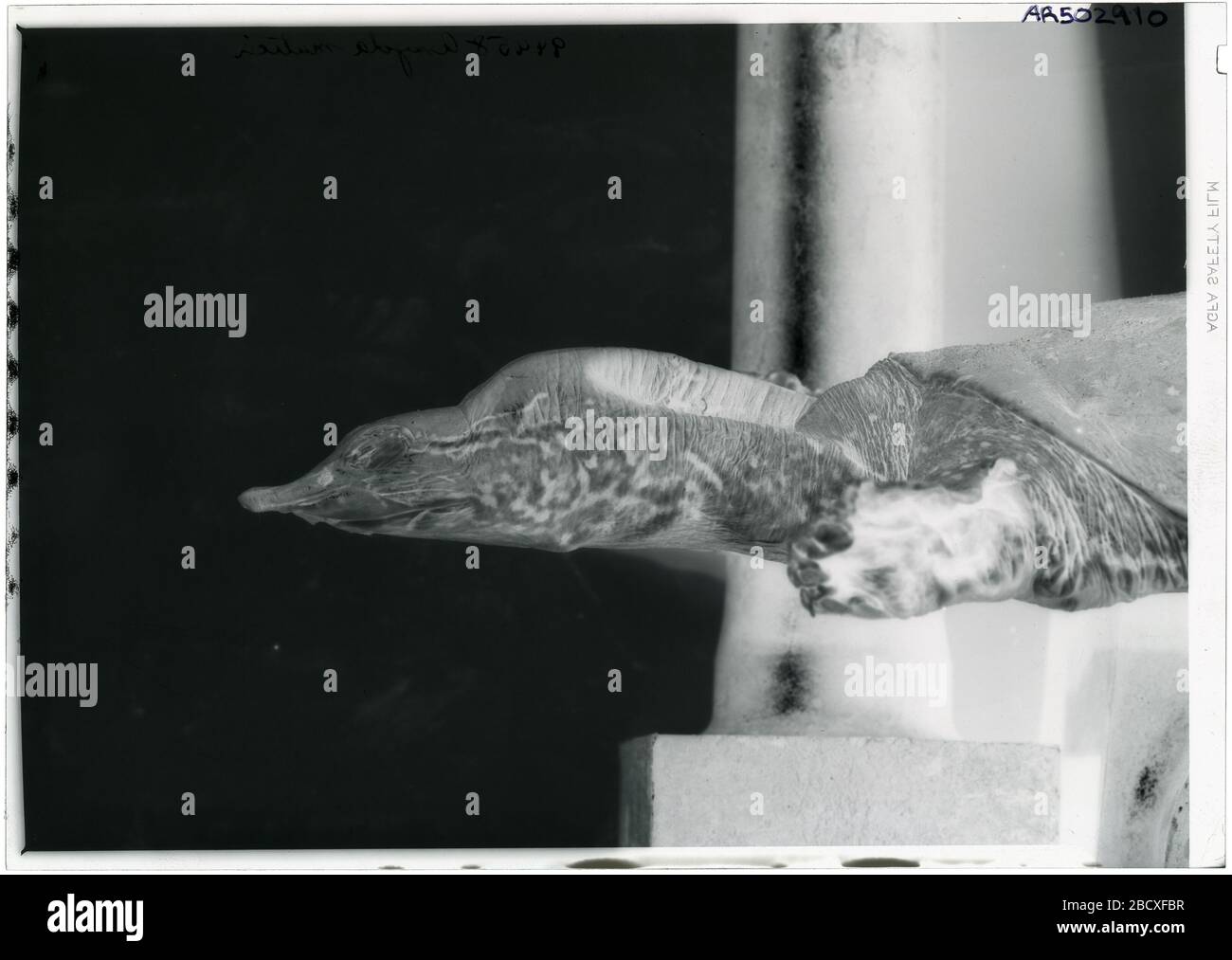 Apalone mutica. 2 ott 20181 Apalone mutica Foto Stock