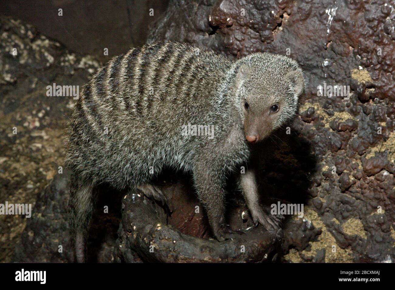 Mongoose annoiato. Specie: mungo,genere: Mungos,Famiglia: Herpestidae,Ordine: Carnivora,Classe: Mammalia,Phylum: Chordata,Regno: Animalia,Mongoose a bande,Mongoose,Viverrid,SMH,Small Mammal House Mongoose a bande Foto Stock