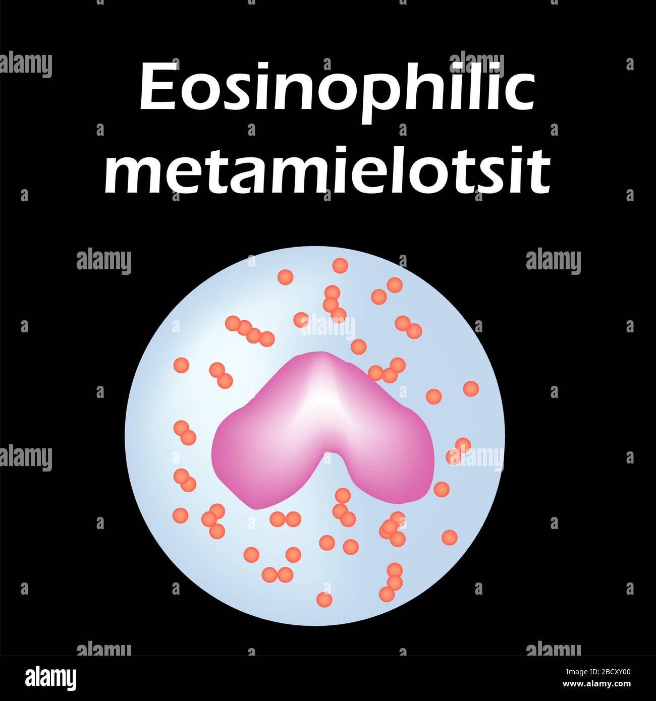 Struttura eosinofila. Cellule ematiche eosinofile. Leucociti. Infografica. Illustrazione vettoriale su sfondo isolato. Illustrazione Vettoriale