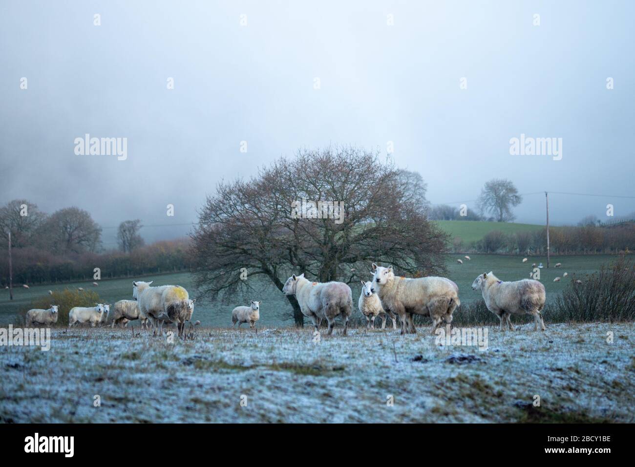 Mandria di pecora su pascoli gelosi al mattino nebbioso in Regno Unito Foto Stock