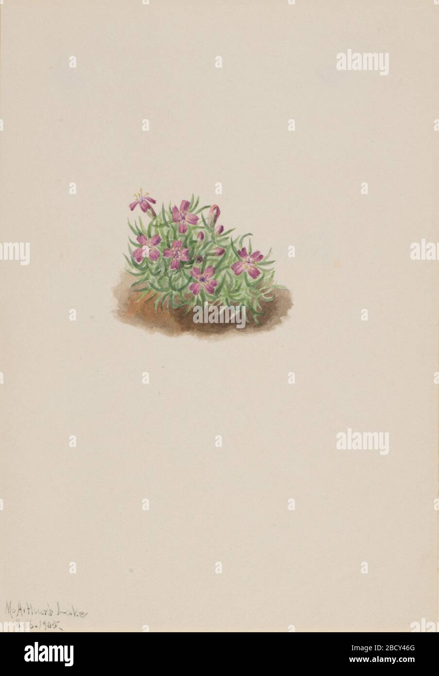 Tappeto acaulis in Silene rosa. Foto Stock