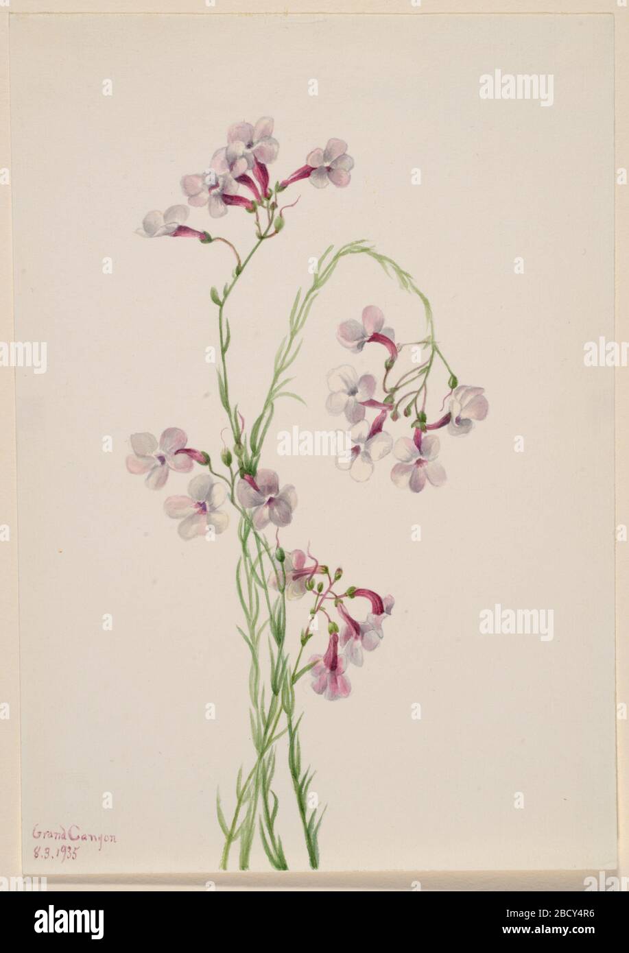 Ambiguus di Pentstemon. Foto Stock