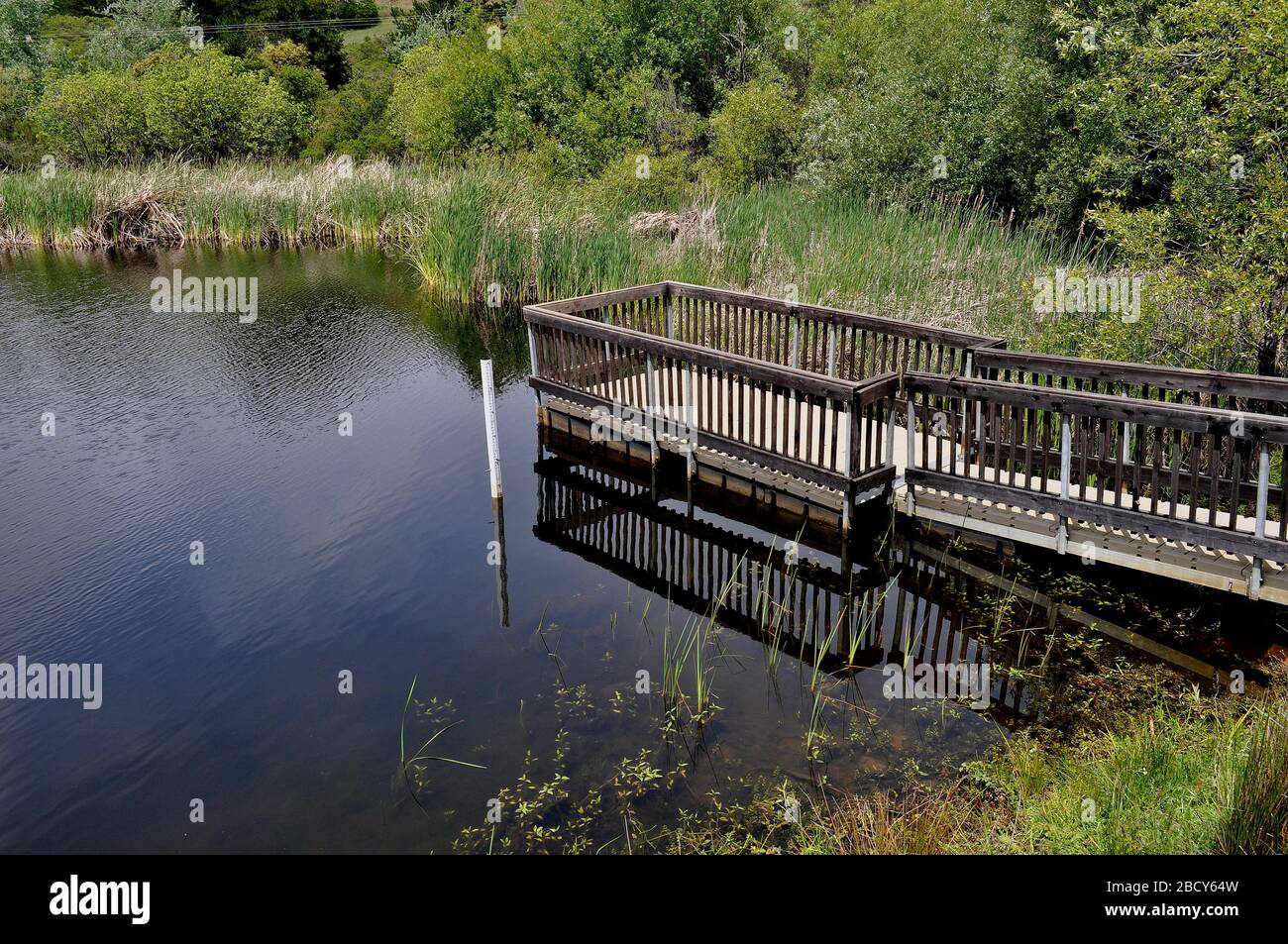 Alpine Pond, MidPeninsula Regional Open Space District, California Foto Stock