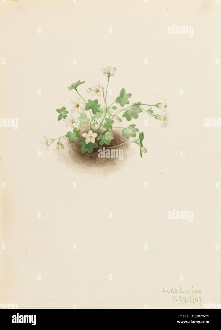 Mistmaiden Romanzoffia sitchensis. Foto Stock