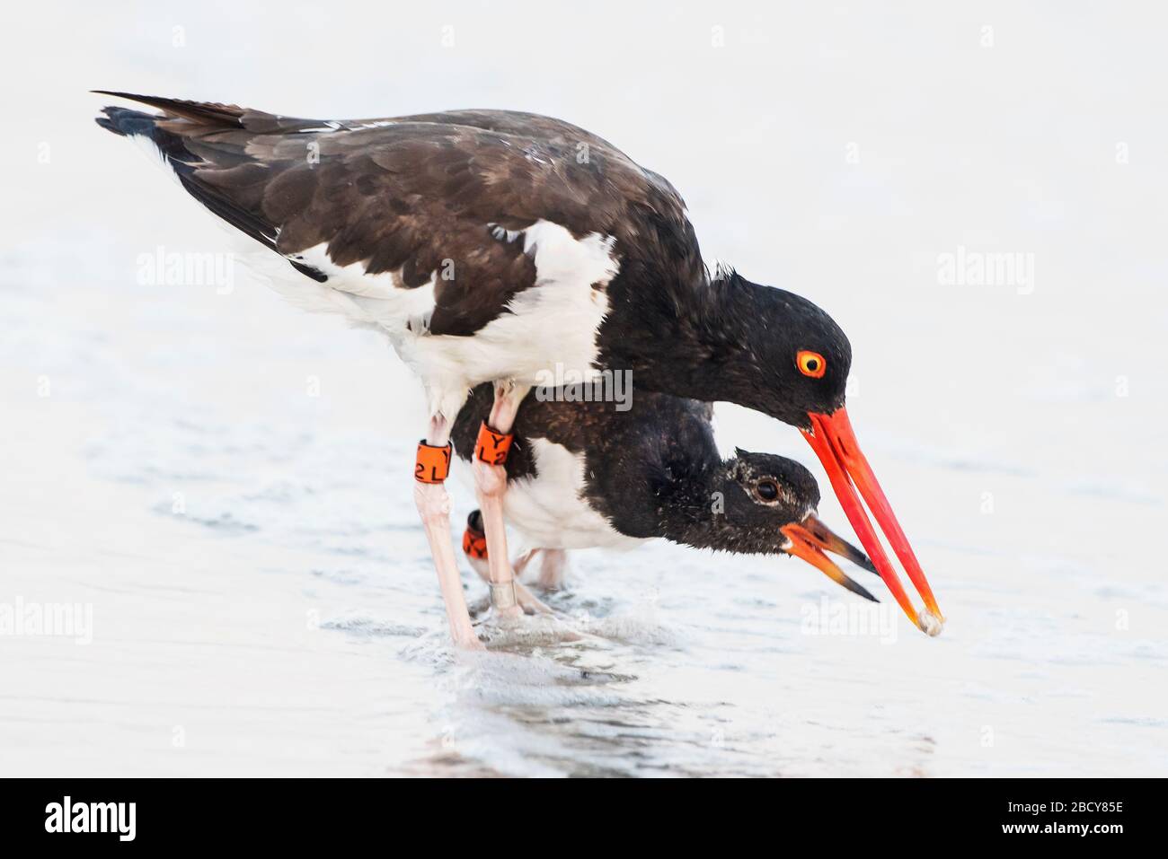 American oystercatcher Foto Stock