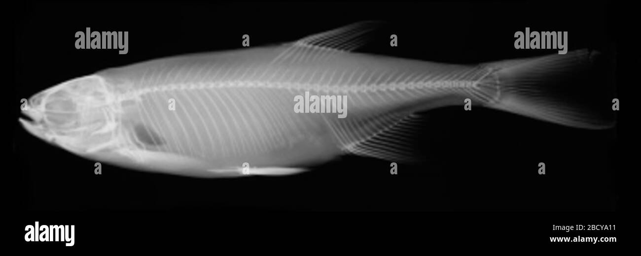 Leuciscus gilli Evermann. Campione di alcol più 2 archi faringei (umidi); originariamente 9 campioni, 8 paralettotipi rimossi a usnm 343577; 010 campioni precedentemente elencati nella ledger.24 maggio 20191 Leucarisco gilli Evermann Foto Stock