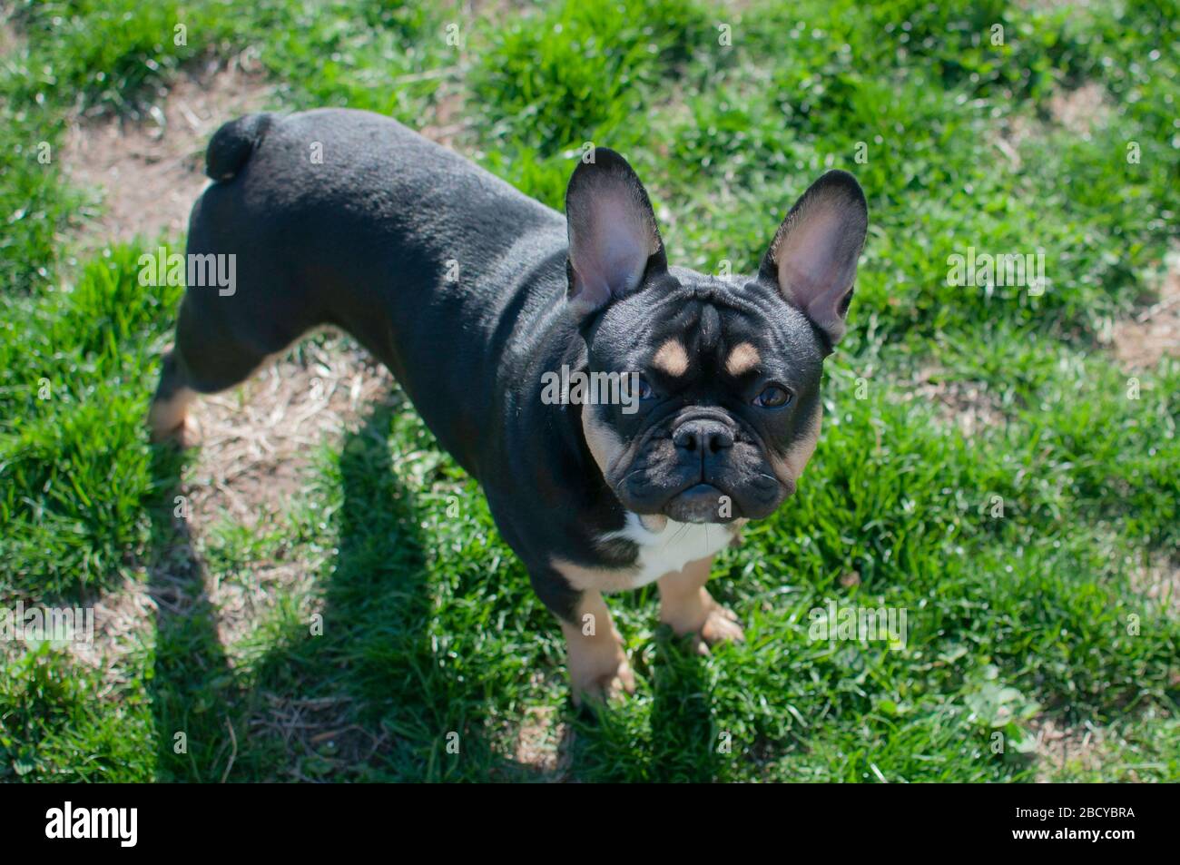 Bel cucciolo di bulldog francese godendosi il tempo di primavera Foto Stock