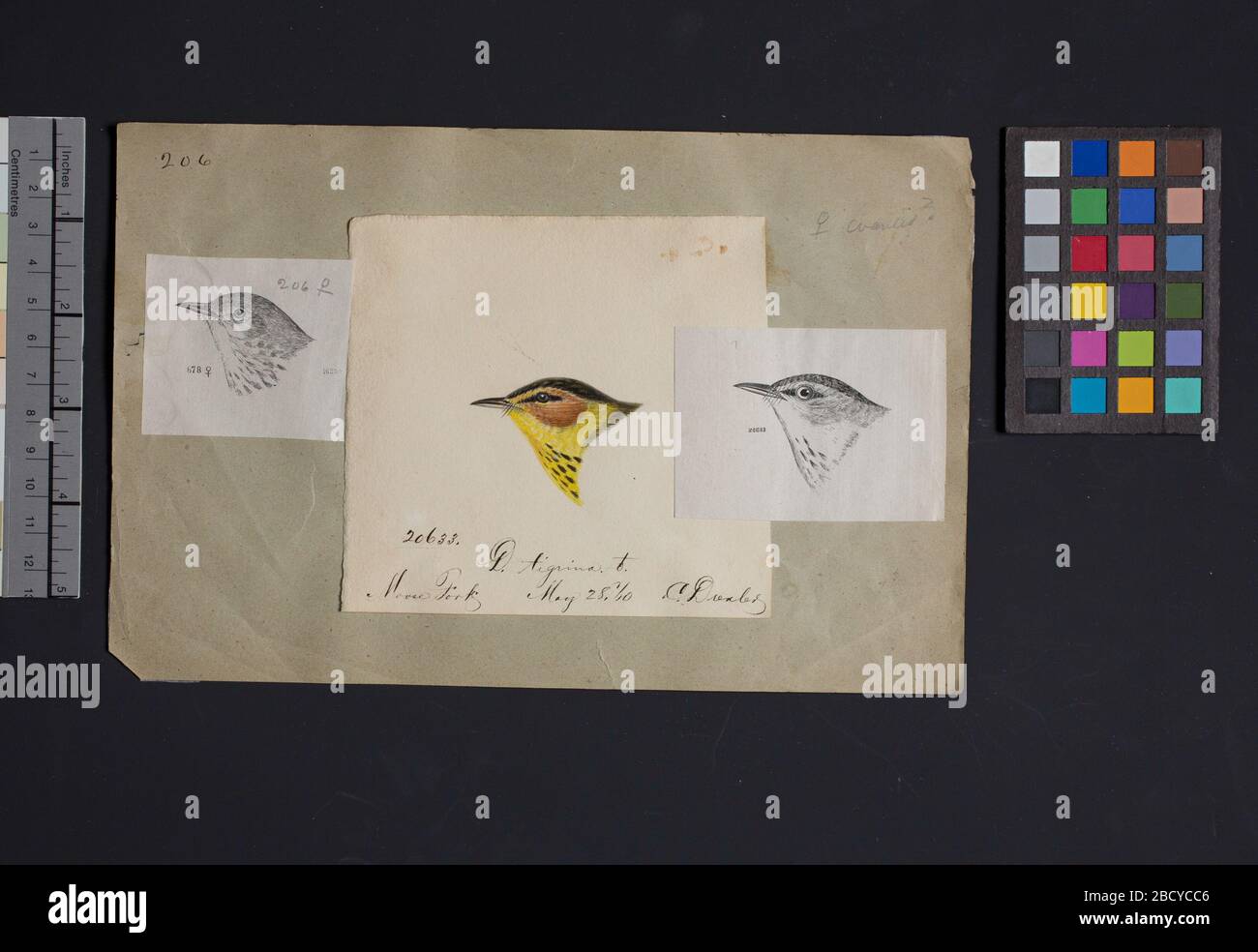 Robert Ridgway Bird Head disegno 206. Questo disegno o incisione di teste di uccello è stato usato in Spencer F. Robert Ridgway Bird Head Drawing 206 Foto Stock Robert Ridgway Bird Head disegno 206. Questo disegno o incisione di teste di uccello è stato usato in Spencer F. Robert Ridgway Bird Head Drawing 206 Foto Stock