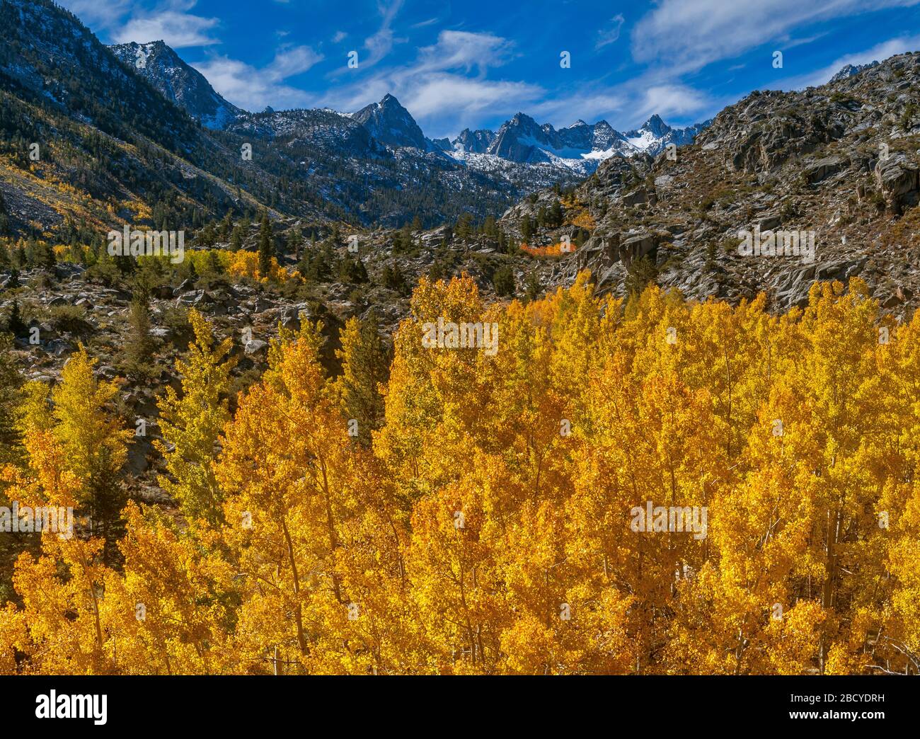 Aspen, North Lake, Vescovo Creek National Recreation Area, Inyo National Forest, Sierra orientale, California Foto Stock