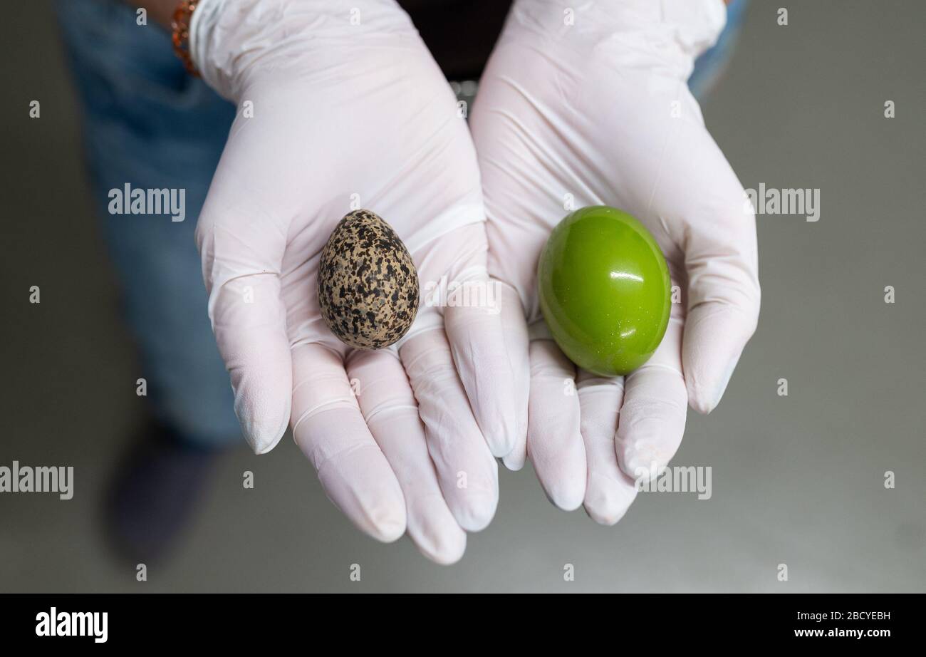 Walsrode, Germania. 2 aprile 2020. Stefanie Alonso Malo, assistente del veterinario di Weltvogelpark Walsrode, tiene in mano un uovo del Plover incoronato (l) e di Crested Tinamu (r). Ci sono circa 12,000 specie diverse di uccelli in tutto il mondo, e nidi e uova di circa 8,000 specie sono noti. Credit: Philipp Schulze/dpa/Alamy Live News Foto Stock