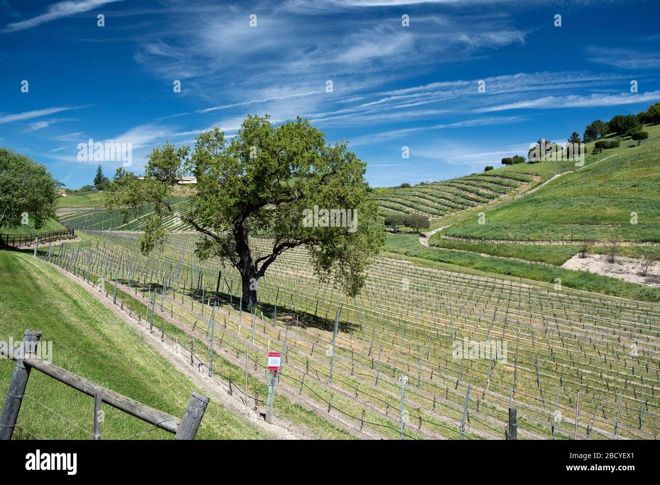 Vigneto nella regione vinicola della Valle di Santa Ynez Foto Stock