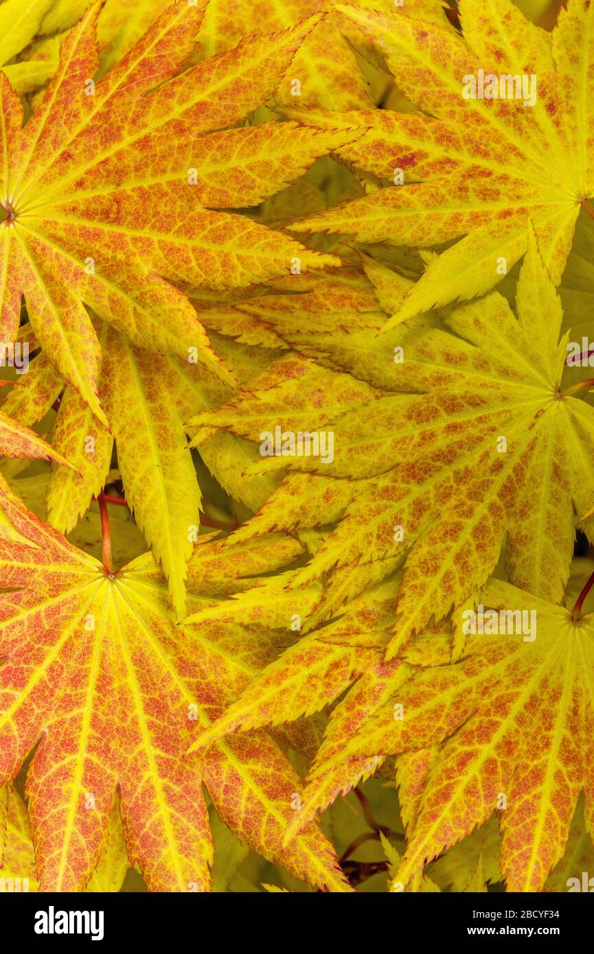 Dettaglio foglia, acero giapponese, Acer Shirasawanum, Cypress Garden, Mill Valley, California Foto Stock