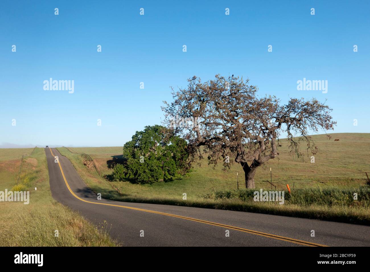 Tardo primavera quercia albero sul ranch lungo Santa Ynez strada statale Foto Stock
