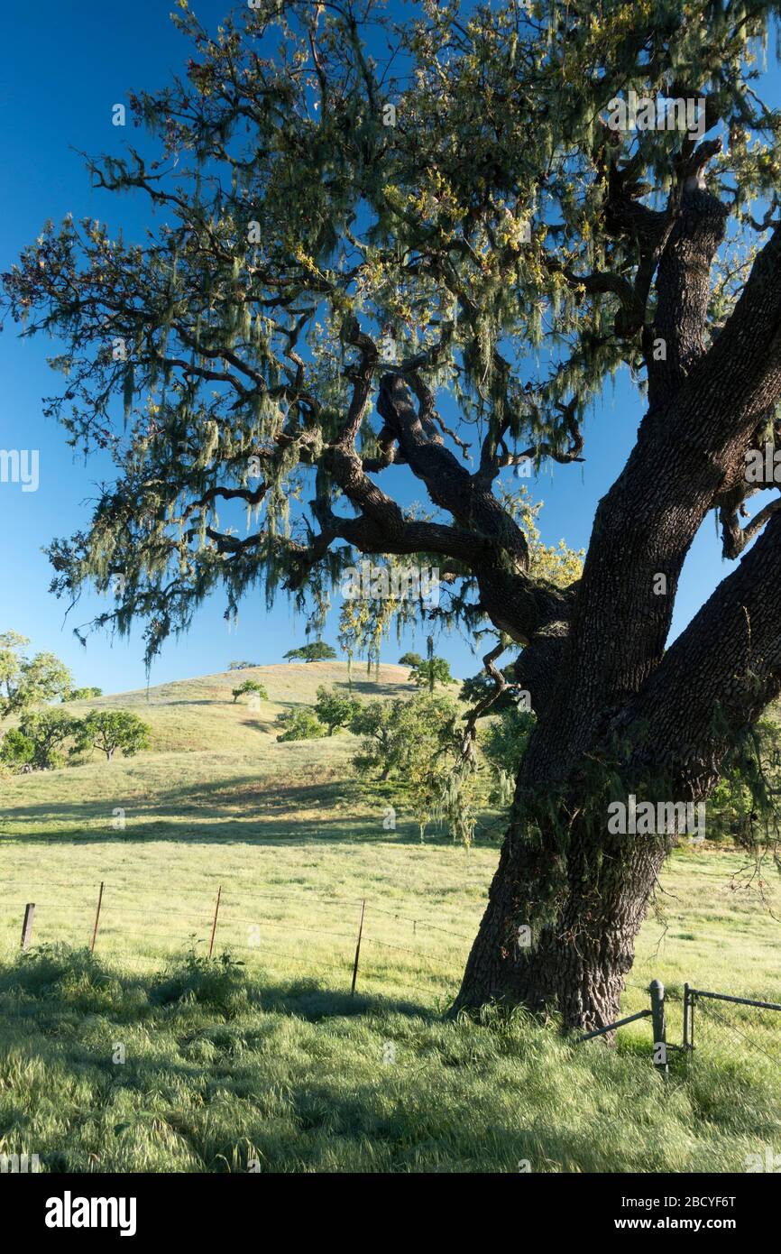 Scene pastorali di primavera con querce nella Valle di Santa Ynez in California Foto Stock